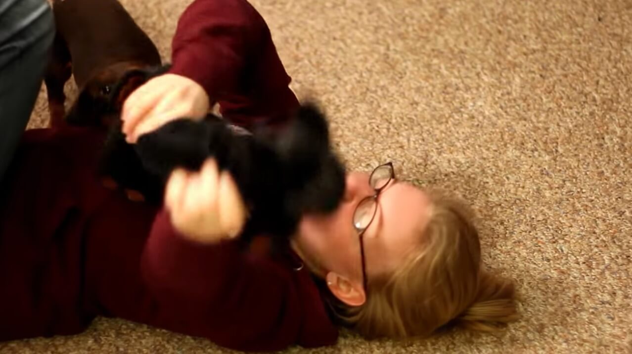 ダックスフンド,動画