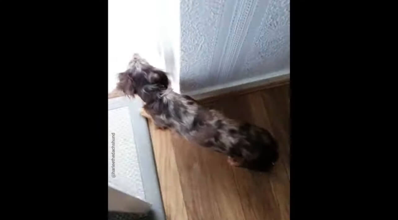 ダックスフンド,動画