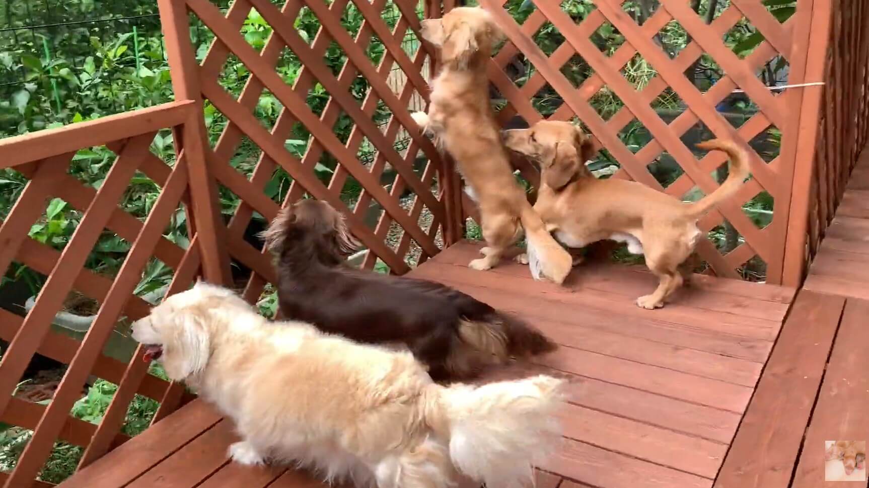 ダックスフンド,動画