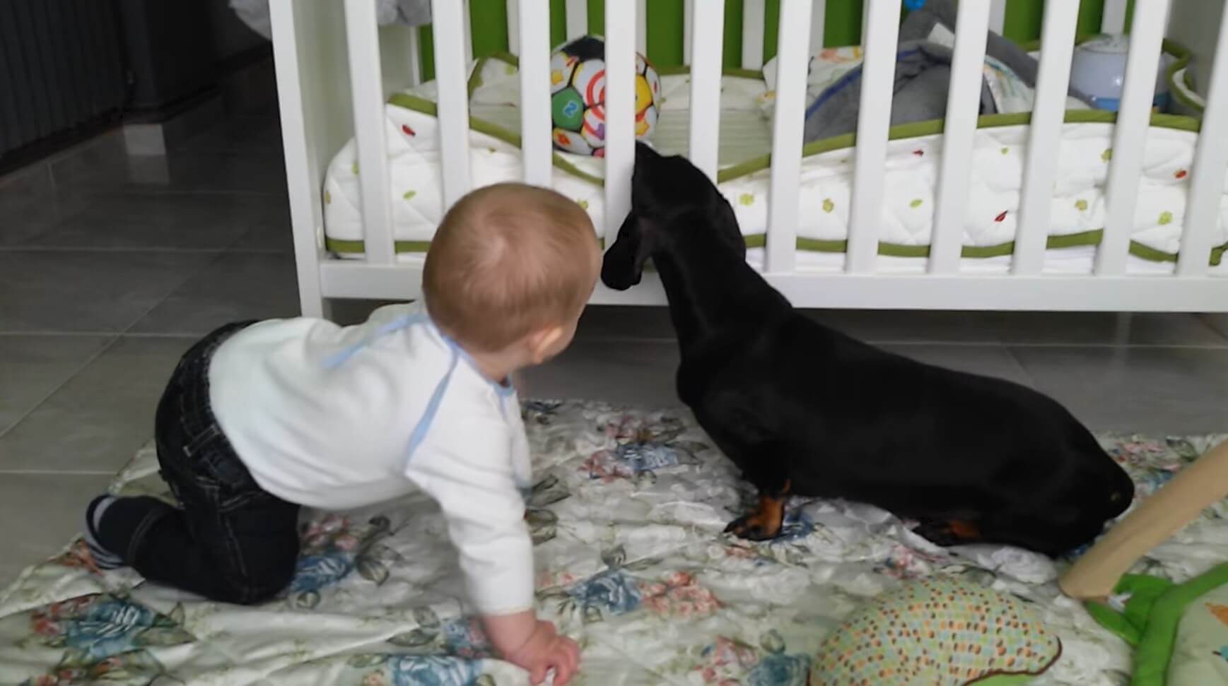 ダックスフンド,動画