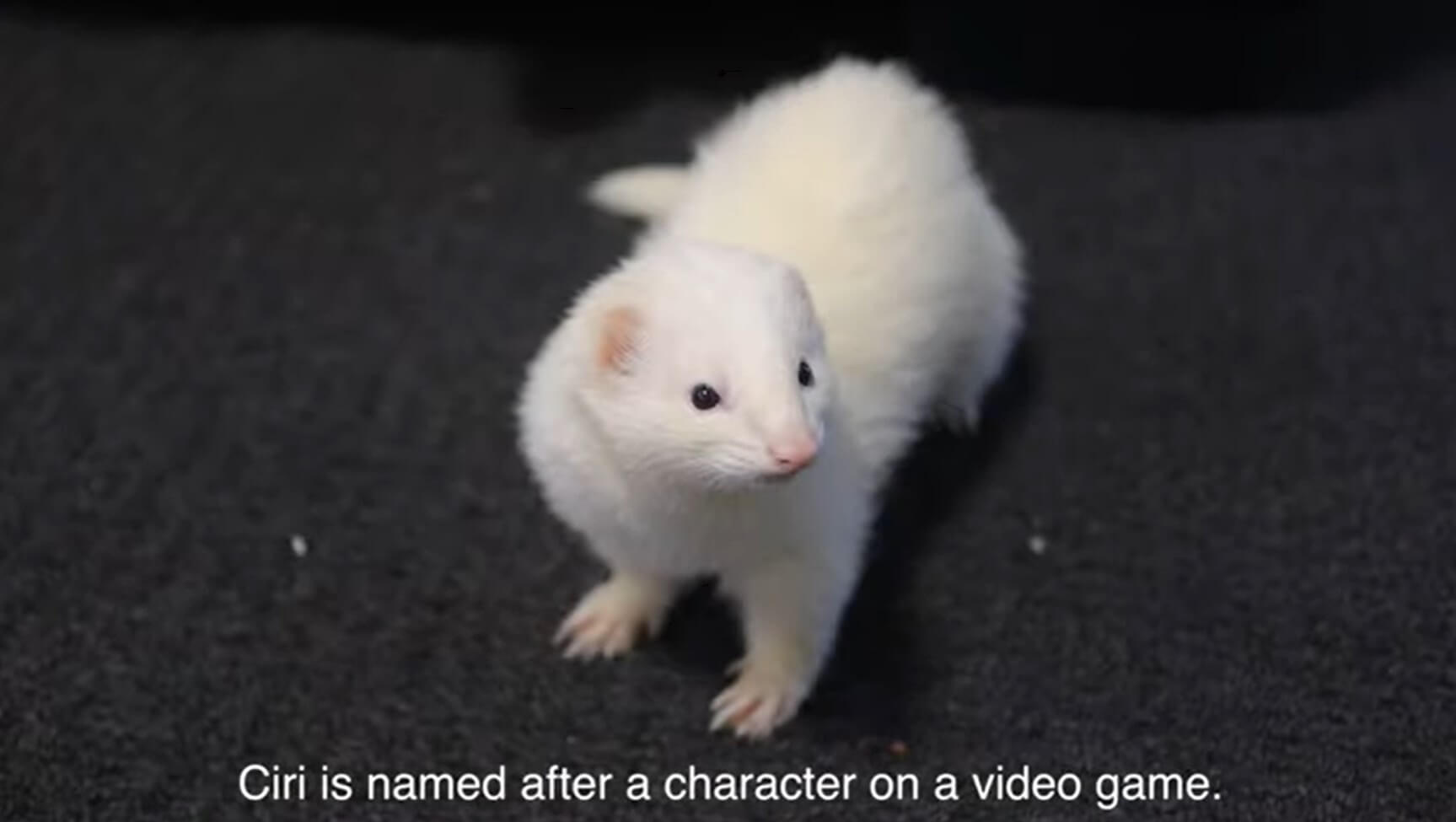 ダックスフンド,動画