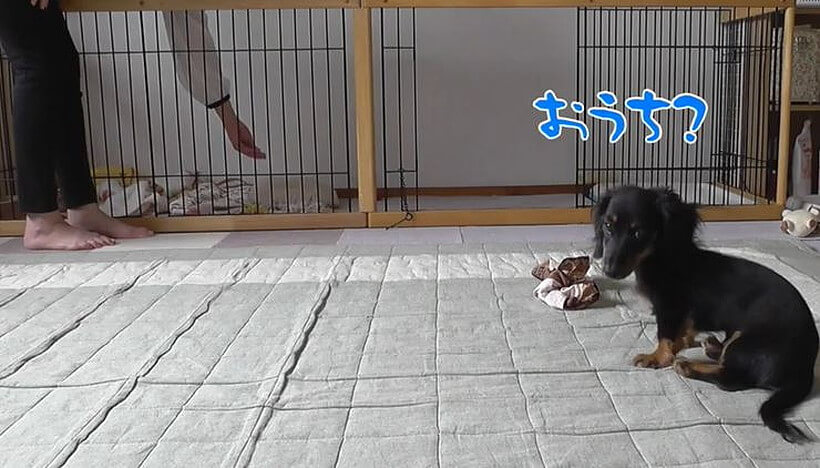 ダックスフンド,動画