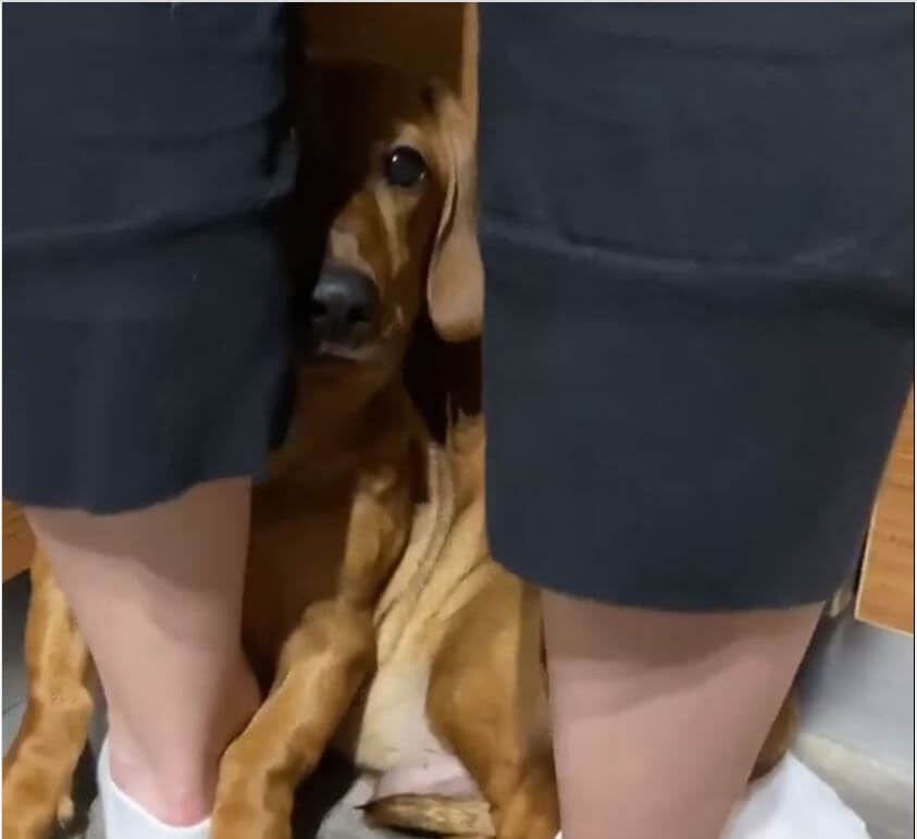 ダックスフンド,動画