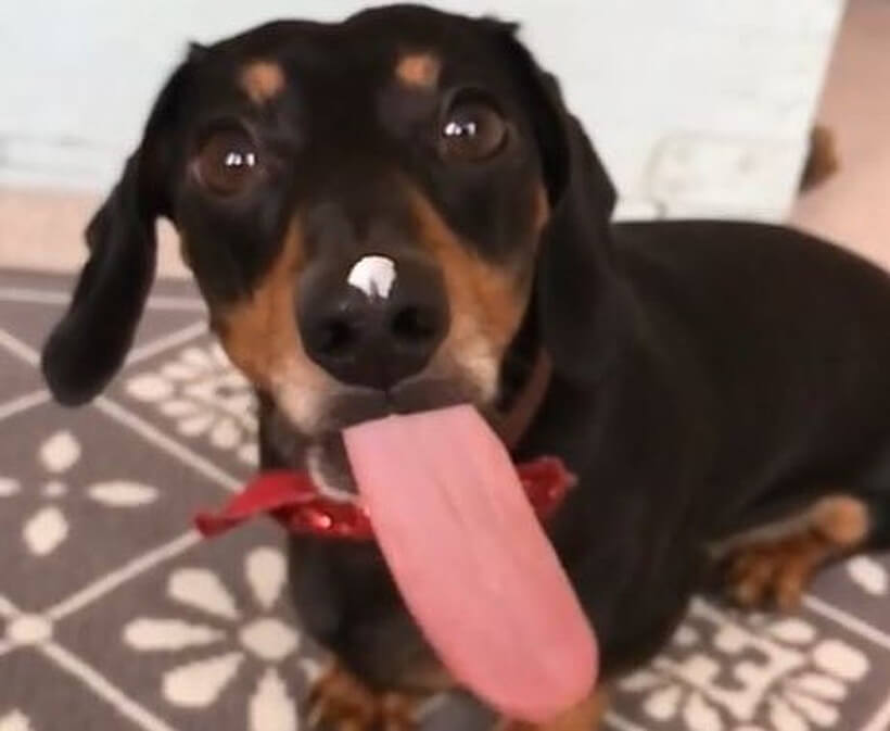 ダックスフンド,動画