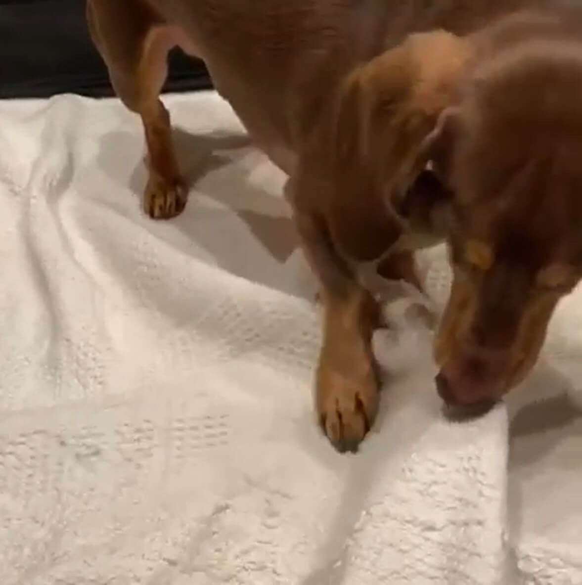 ダックスフンド,動画