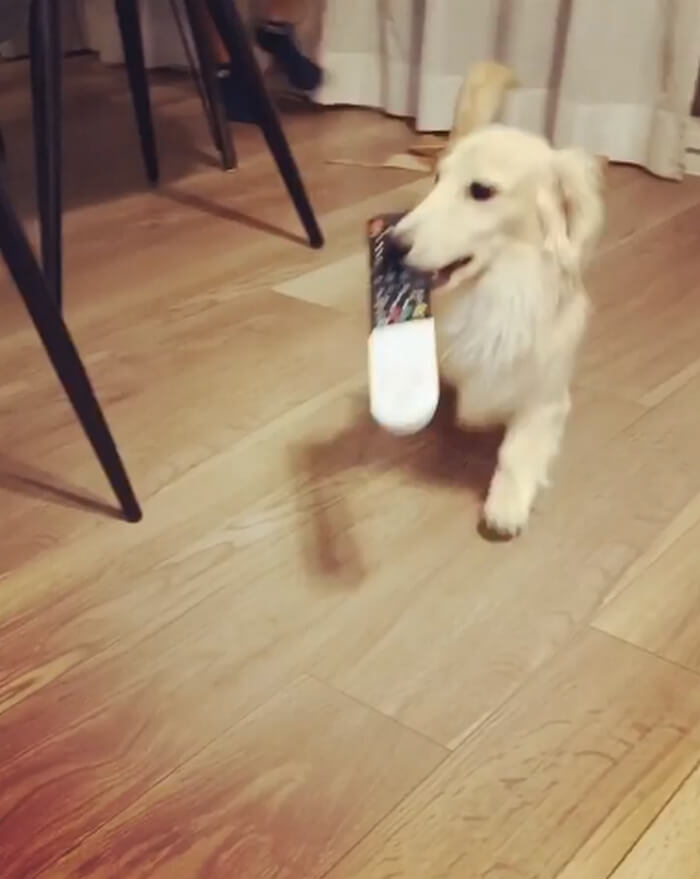 ダックスフンド,動画