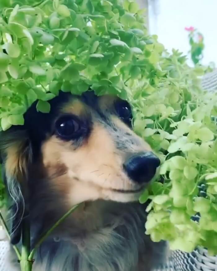 ダックスフンド,動画