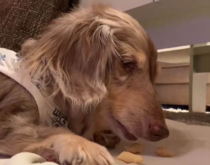 ダックスフンド,動画