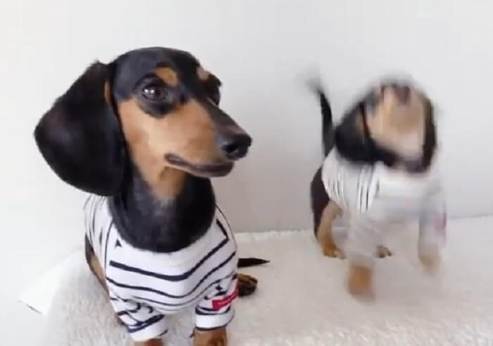 ダックスフンド,動画