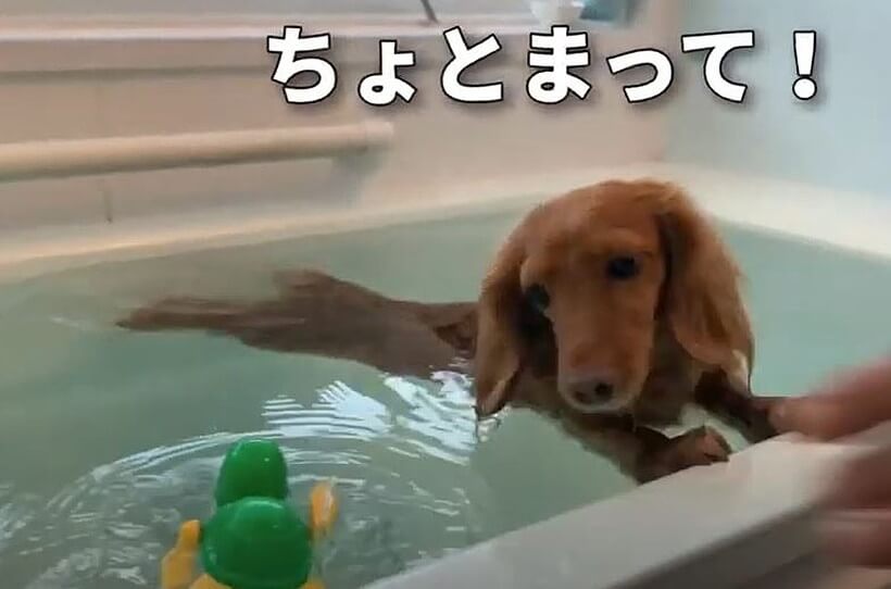 ダックスフンド,動画