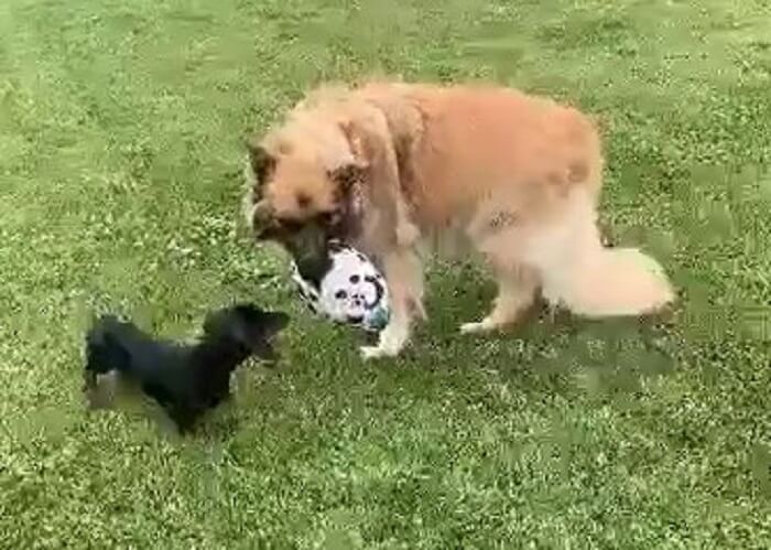 ダックスフンド,動画