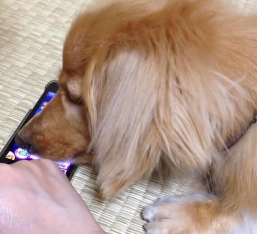 ダックスフンド,動画