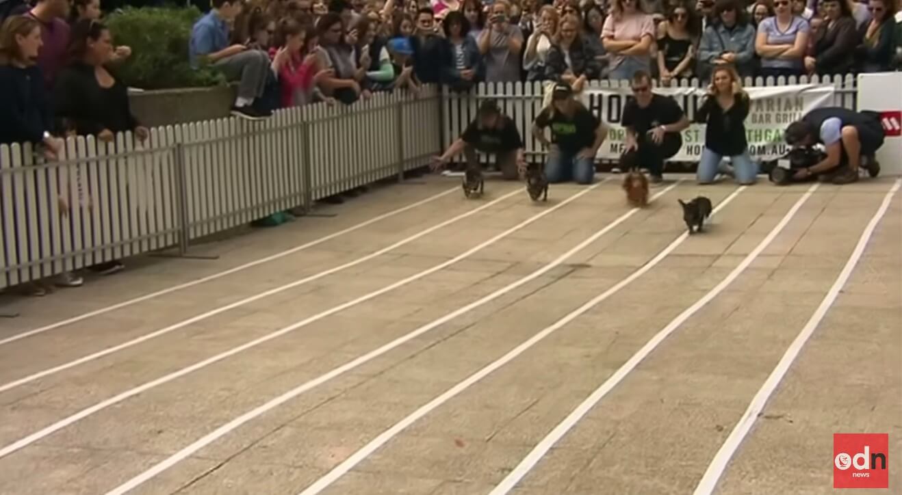 ダックスフンド,動画