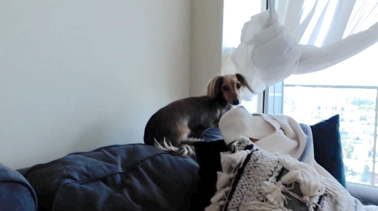 ダックスフンド,動画