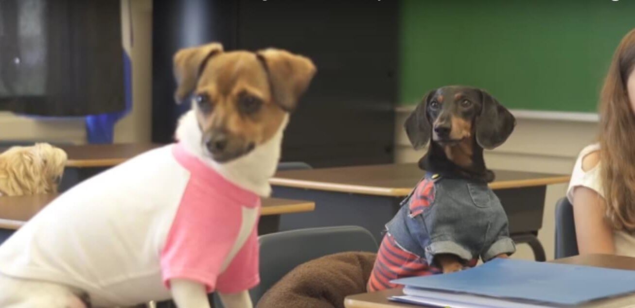 ダックスフンド,動画