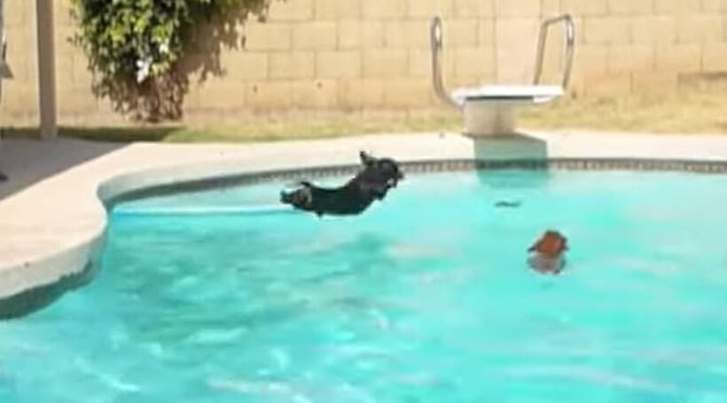 ダックスフンド,動画