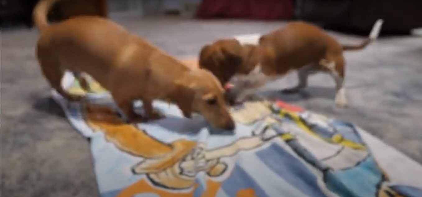 ダックスフンド,動画