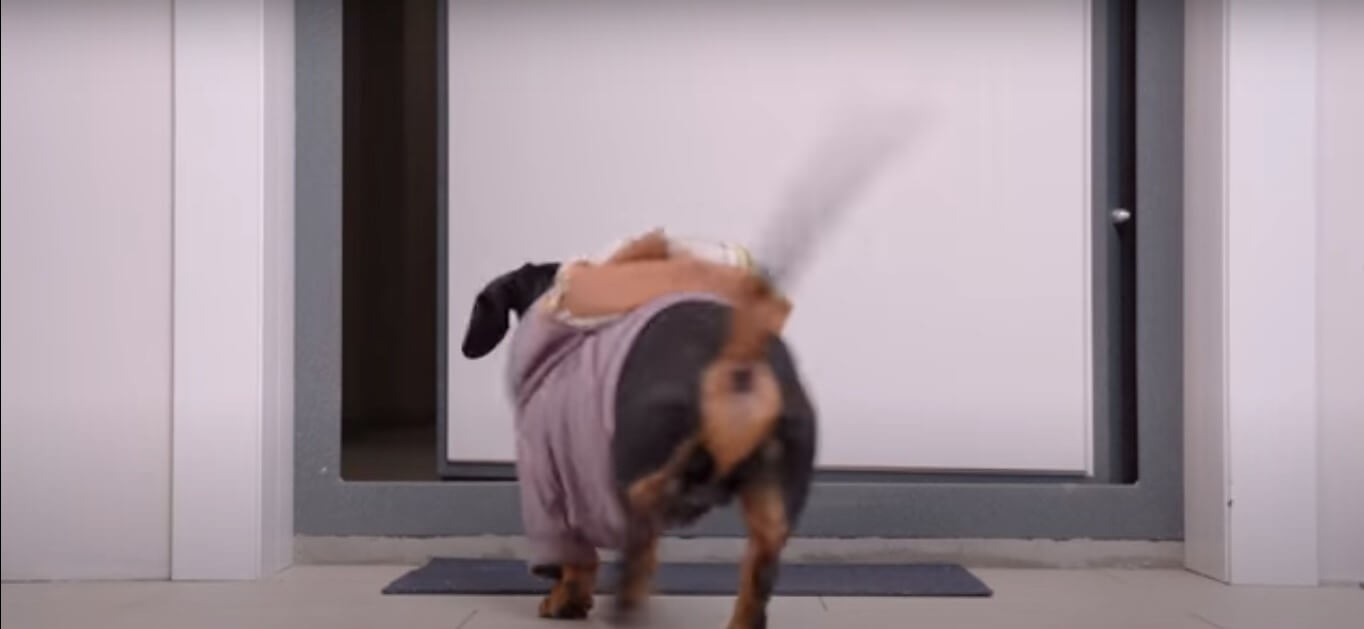 ダックスフンド,動画