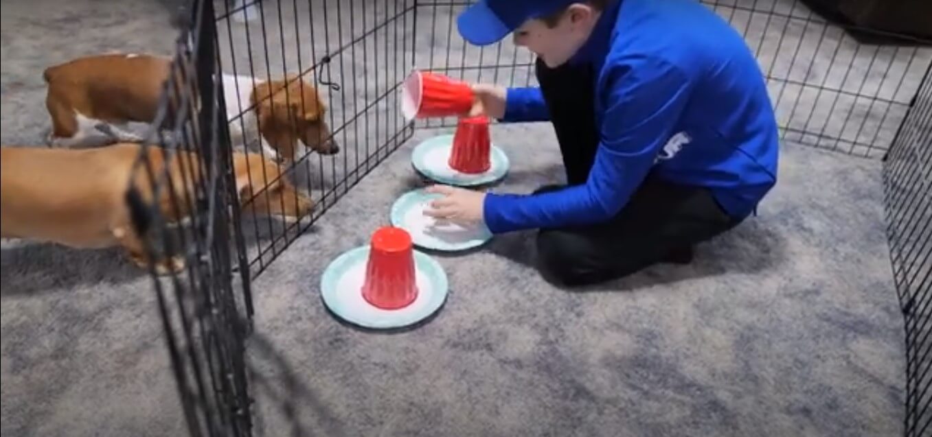 ダックスフンド,動画