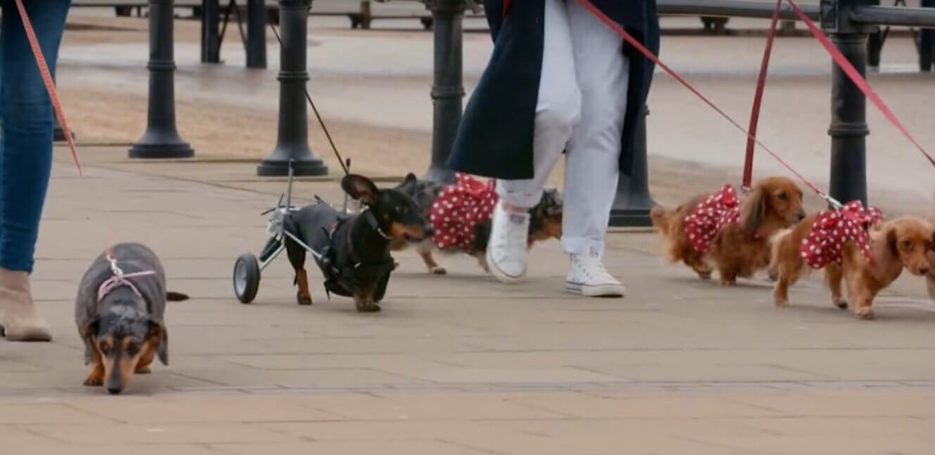 ダックスフンド,動画