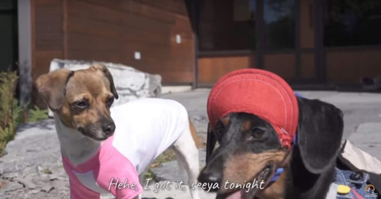 ダックスフンド,動画