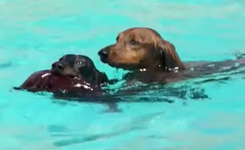 ダックスフンド,動画