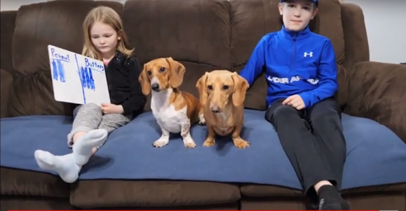 ダックスフンド,動画