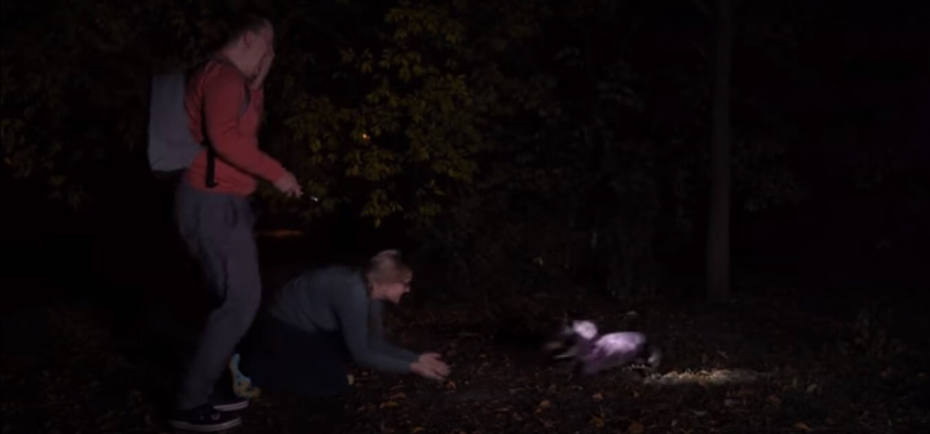 ダックスフンド,動画