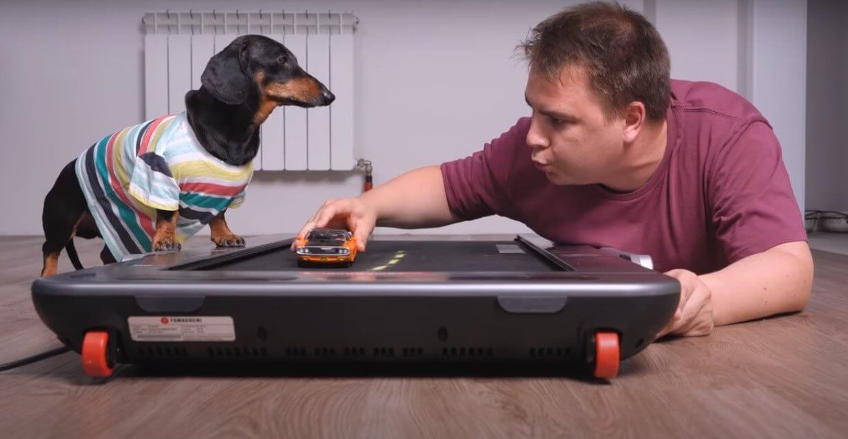 ダックスフンド,動画