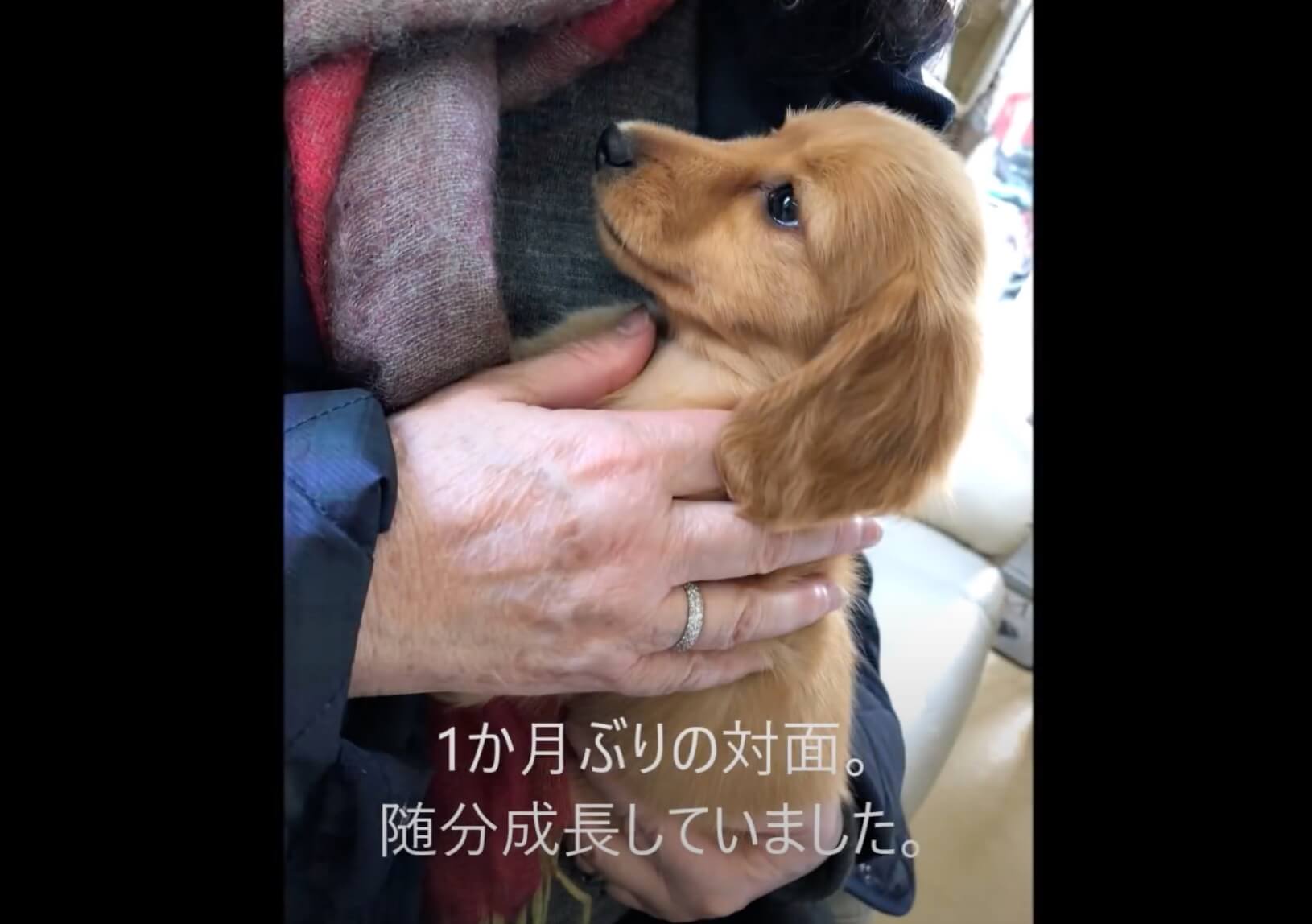 ダックスフンド,動画