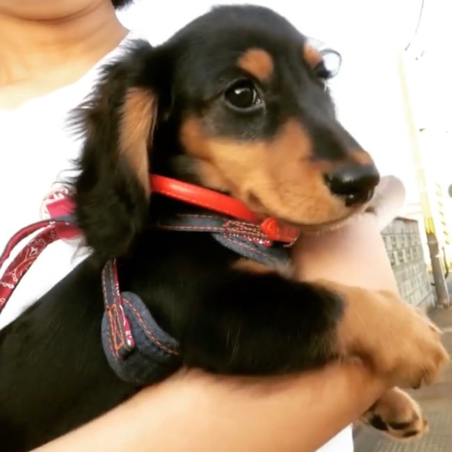 ダックスフンド,Instagram