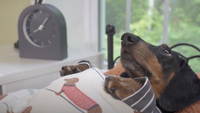 ダックスフンド,動画