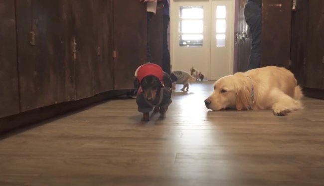 ダックスフンド,動画