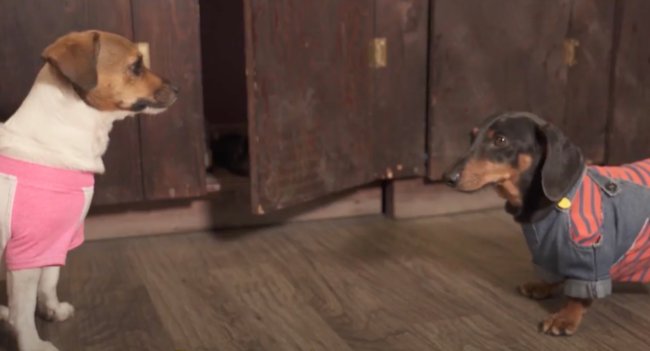 ダックスフンド,動画