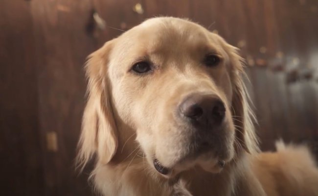 ダックスフンド,動画