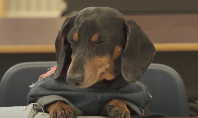 ダックスフンド,動画