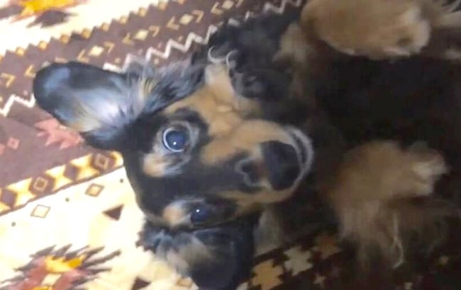 ダックスフンド,動画