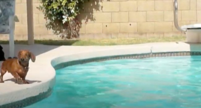 ダックスフンド,動画