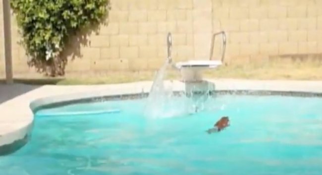 ダックスフンド,動画