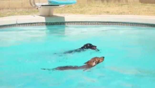 ダックスフンド,動画