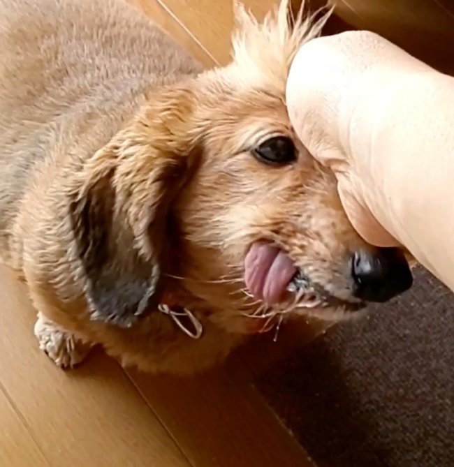 ダックスフンド,Instagram