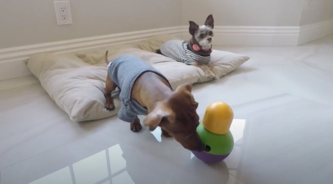 ダックスフンド,動画