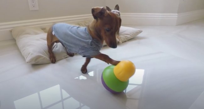 ダックスフンド,動画