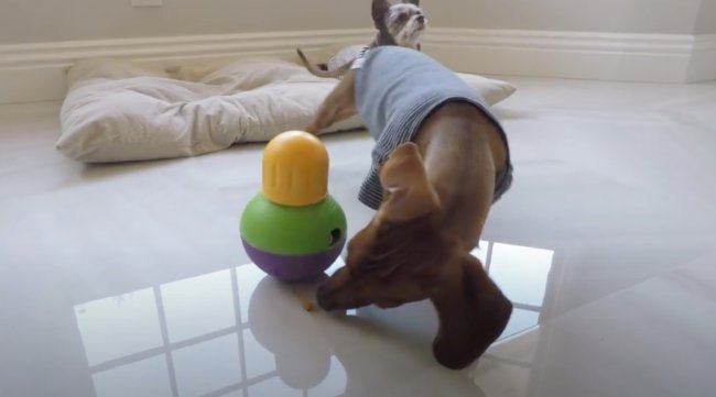 ダックスフンド,動画