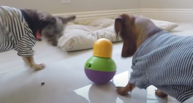 ダックスフンド,動画