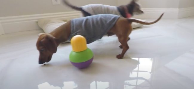 ダックスフンド,動画