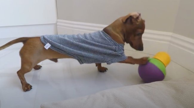 ダックスフンド,動画