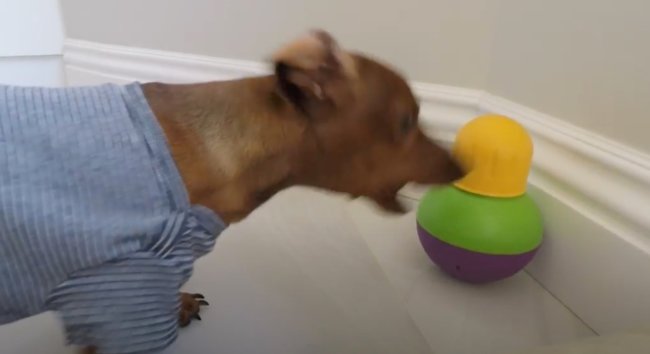 ダックスフンド,動画