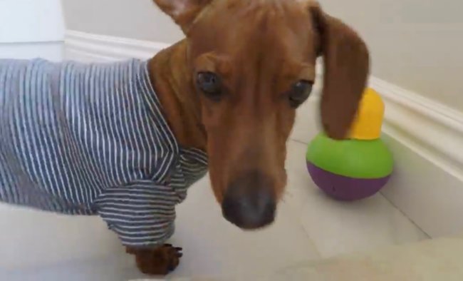 ダックスフンド,動画