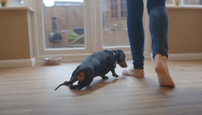 ダックスフンド,動画